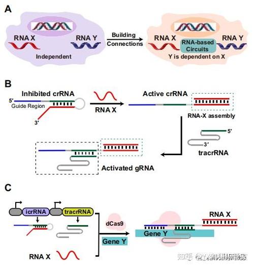CRISPRCas9查找替换DNA序列示意图