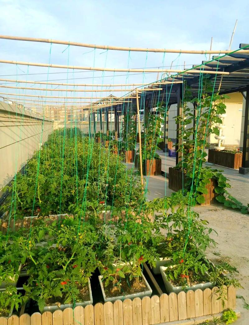 城市小学屋顶农场学生种植番茄