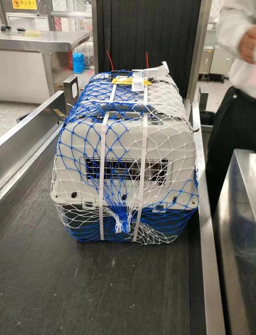 机场货运站待提取的宠物托运航空箱