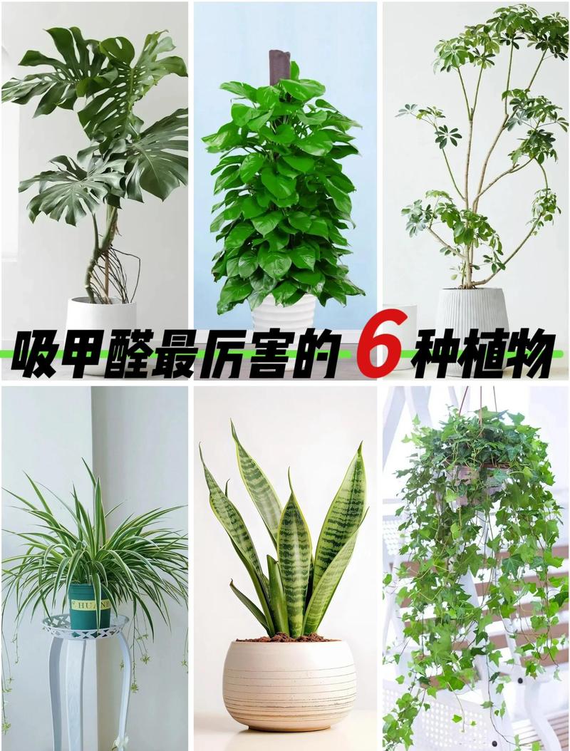 别把除甲醛的任务全交给绿植