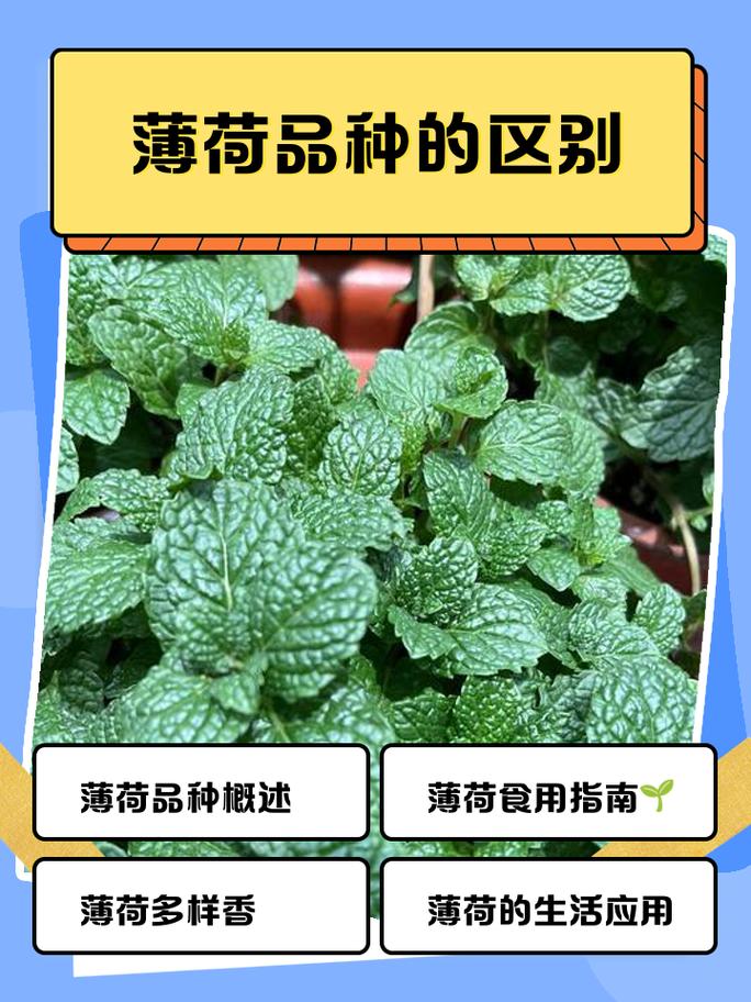 不同品种薄荷叶片对比图示