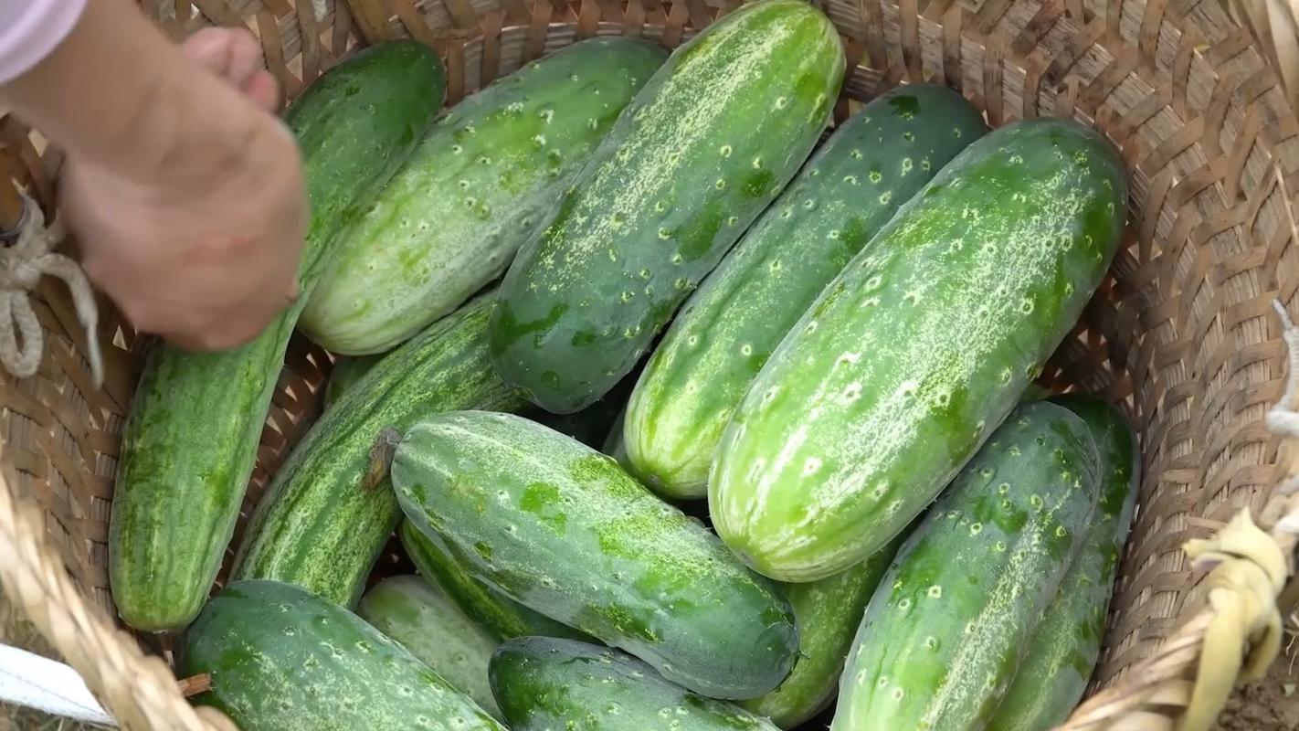 夏季菜园刚摘的带晨露新鲜黄瓜
