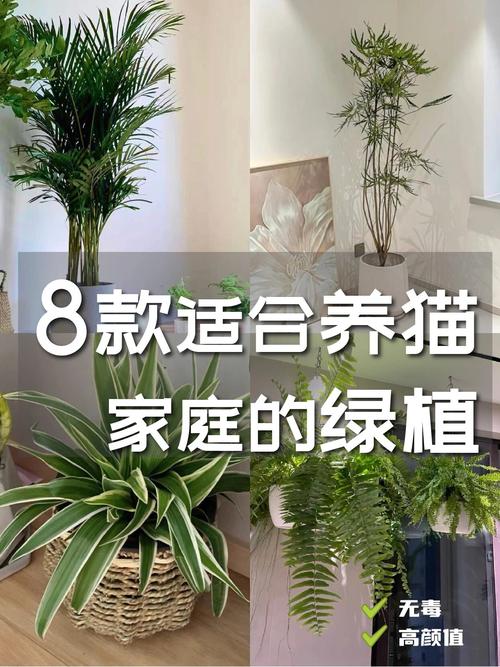 宠物友好型绿植搭配猫猫客厅