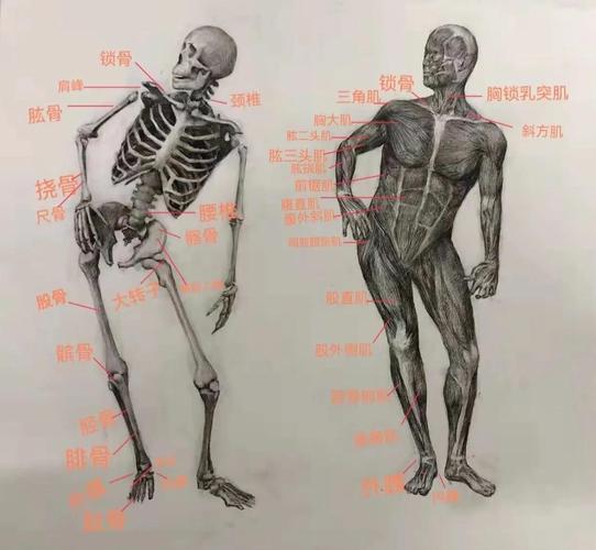 三、工程美学:好的中台是“有肌肉的骨架”