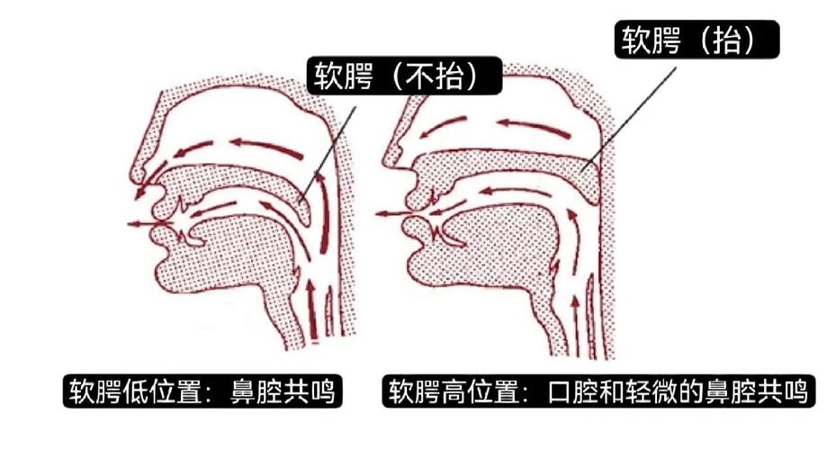 唱歌口腔打开和软腭抬起示意图