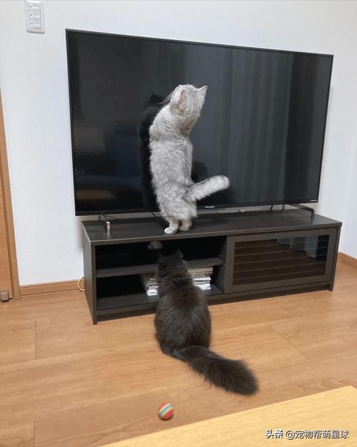 猫咪躲在电视柜缝隙里的警惕姿态