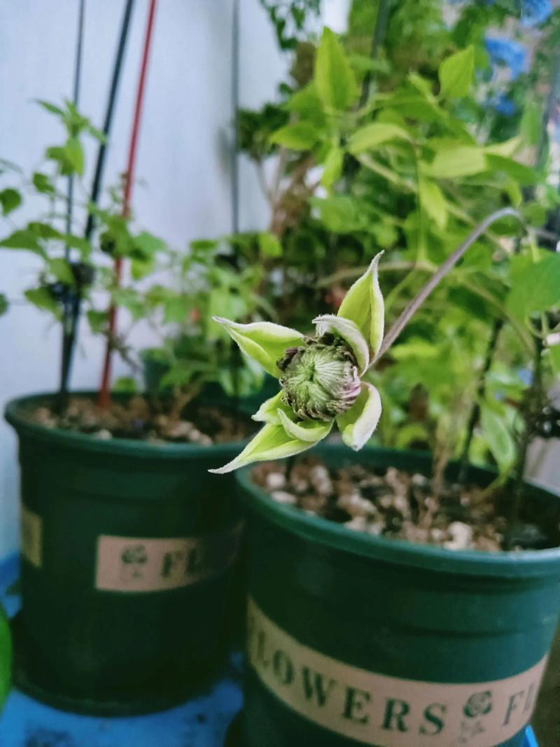 铁线莲花苞膨大过程时间序列图