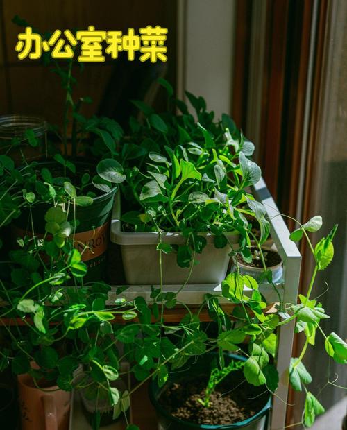 为什么我放弃万元早教班,选择种菜