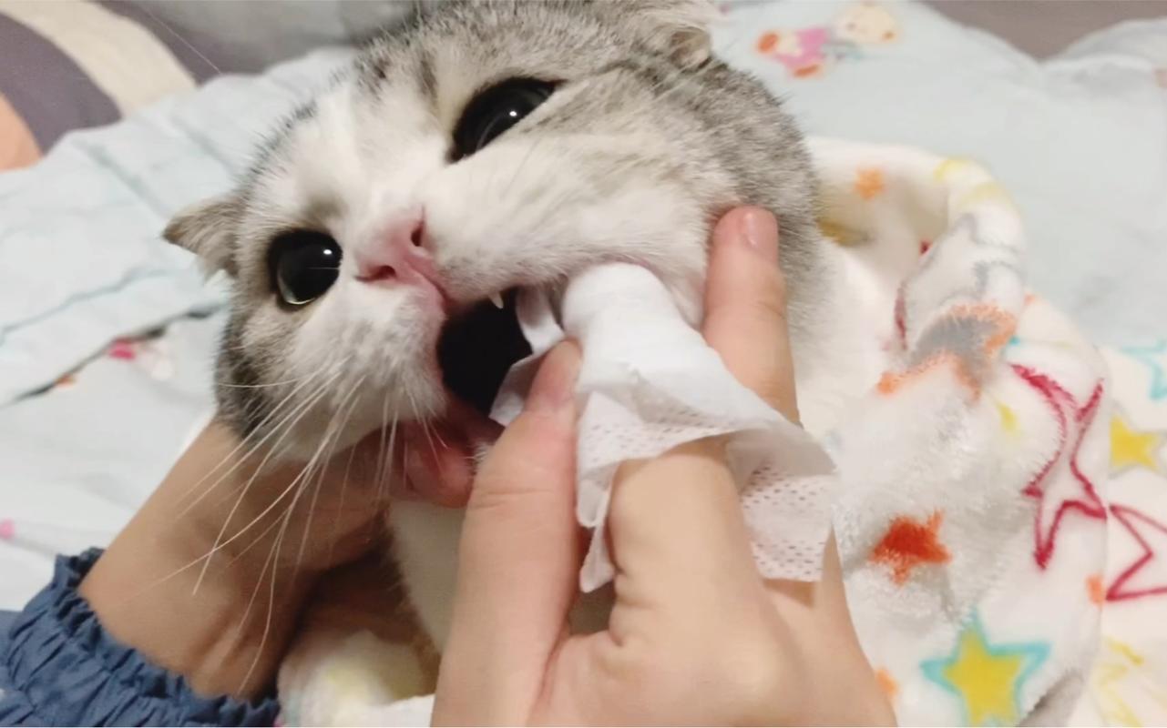 猫咪主人用指套给猫刷牙实拍