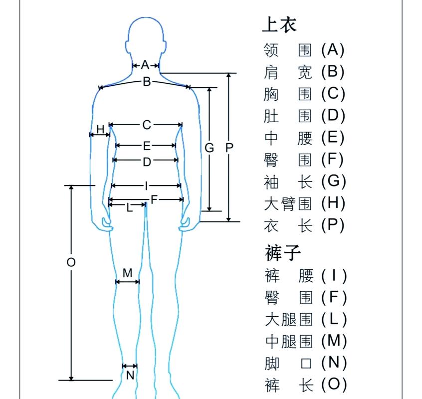 人体腰围正确测量位置示意图
