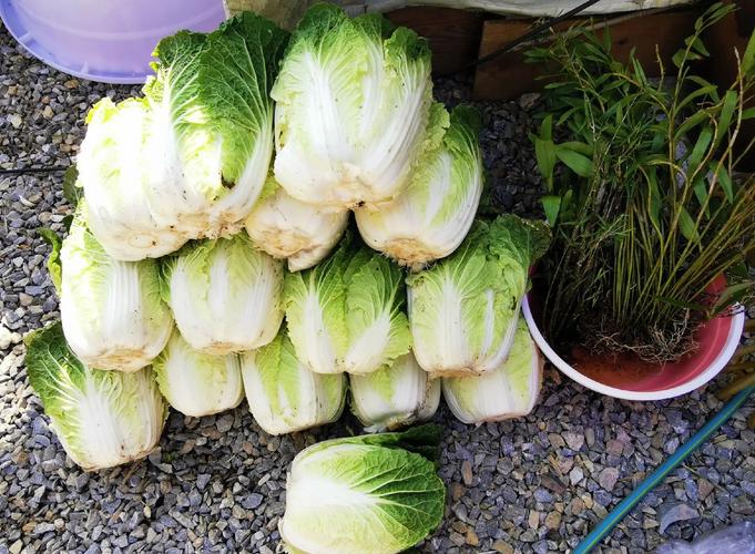 西市场阿迈买辣白菜
