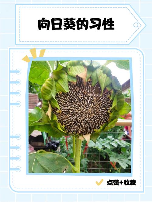 从田头到餐桌:向日葵的“全身都是宝”