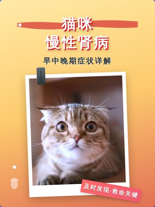 宠物医院猫慢性肾病生化检测报告单