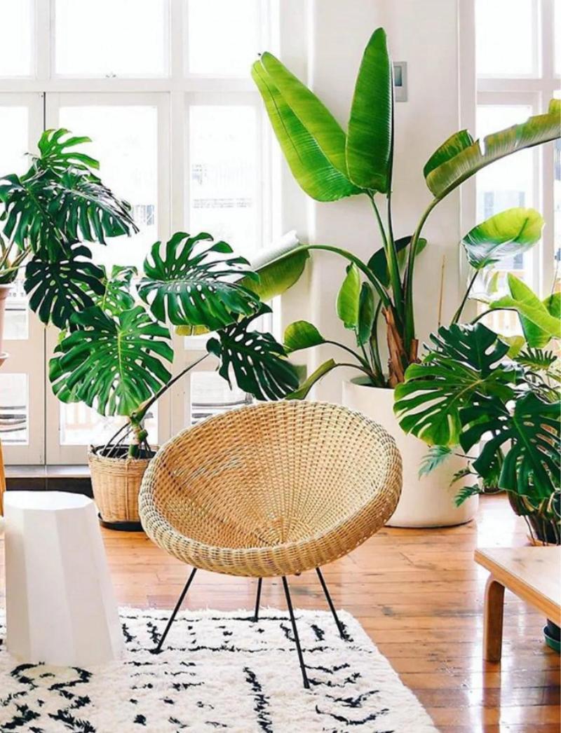 北欧客厅摆放绿植盆栽实景图