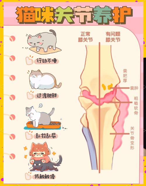 宠物关节压力分布对比示意图（正常体重vs超重）