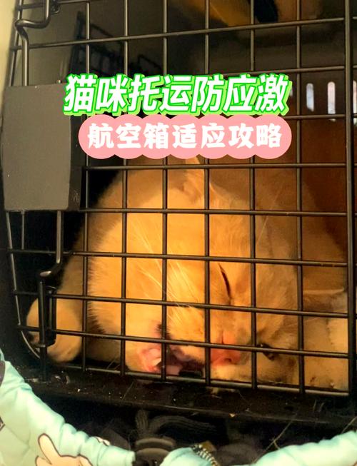 猫躲在沙发底下避开地面的航空箱