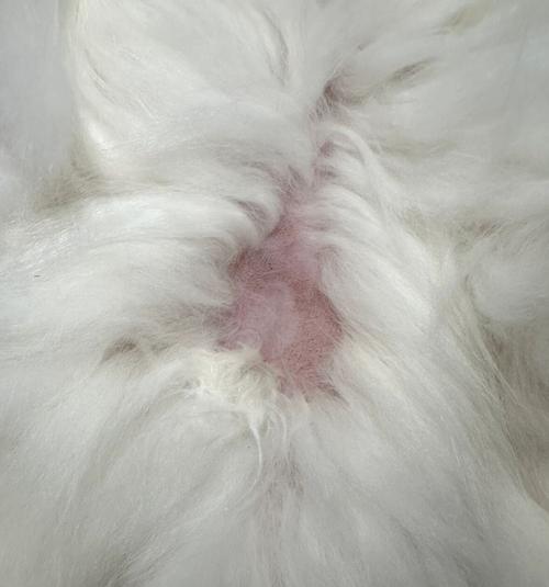 宠物过敏导致腹部泛红脱毛实拍