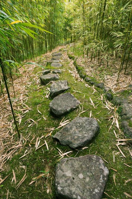九华山闵园竹海秋季石板路实景