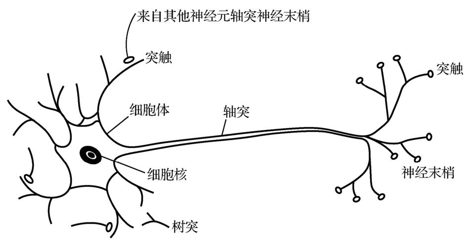 人类大脑神经元连接结构示意图