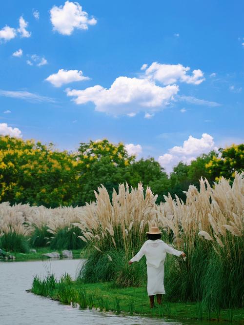 游客穿防晒长袖徒步湿地芦苇荡场景