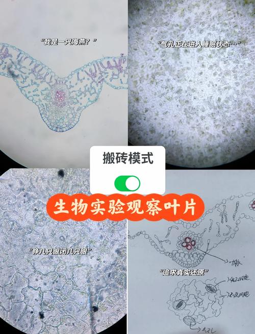 蝉翼纳米结构抗菌表面显微镜图像
