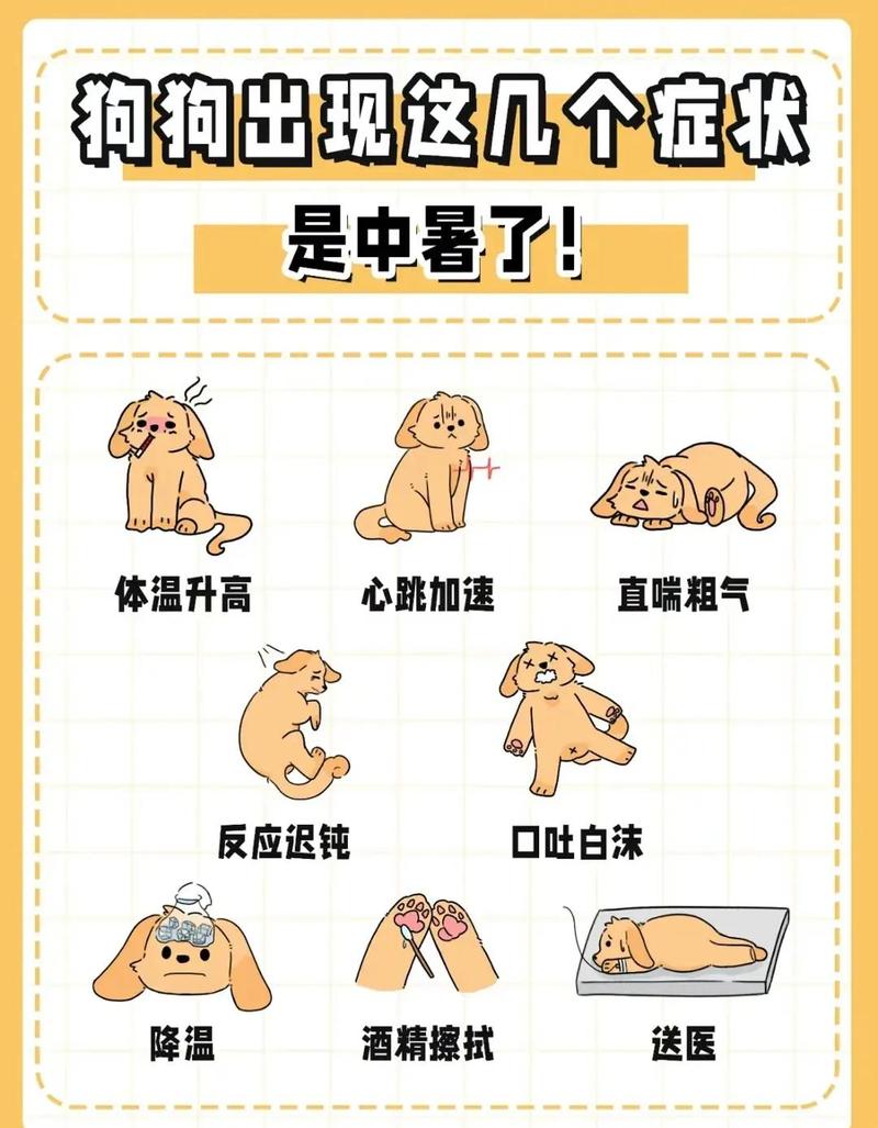宠物中暑降温擦拭部位示意图