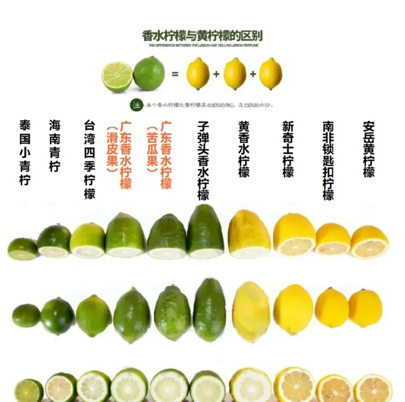 三种常见柠檬品种尤力克里斯本香水对比图