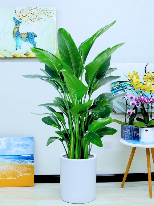 大型绿植怎么搭进家装？干了12年装修的我踩满坑后整理的12个实操问答