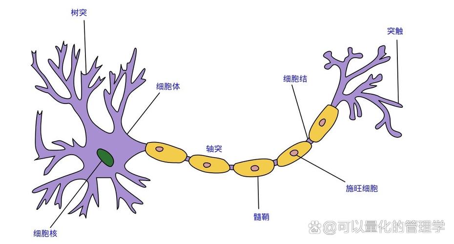 大脑神经元连接网络与思维导图结构对比