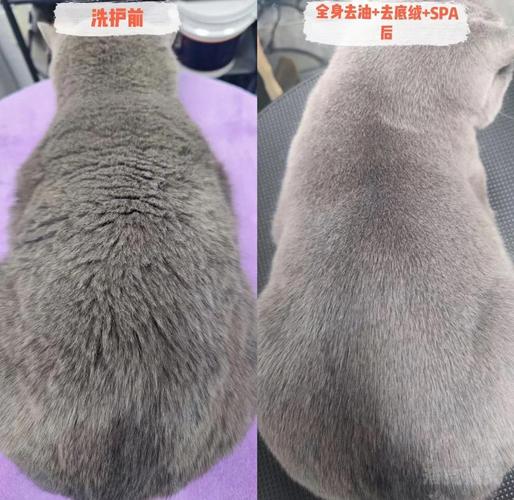 健康猫咪光滑尾部毛发对比图
