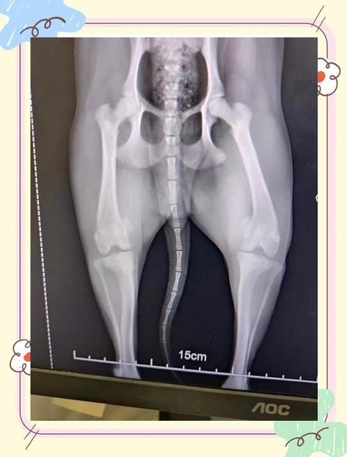 猫髌骨脱位偶发三脚跳实拍