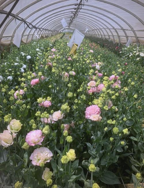 洋桔梗花田种植基地远景