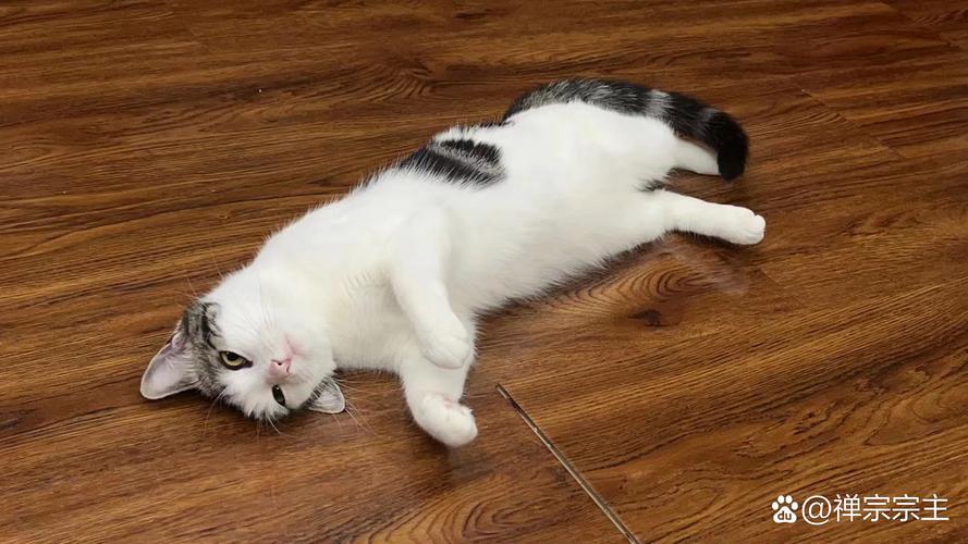 家猫趴在刚消毒过的木质地板上