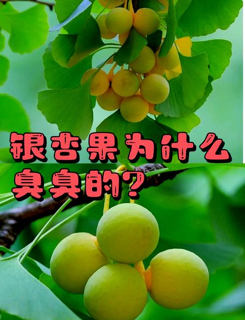 二、银杏的“臭”,是一场蓄谋已久的阴谋
