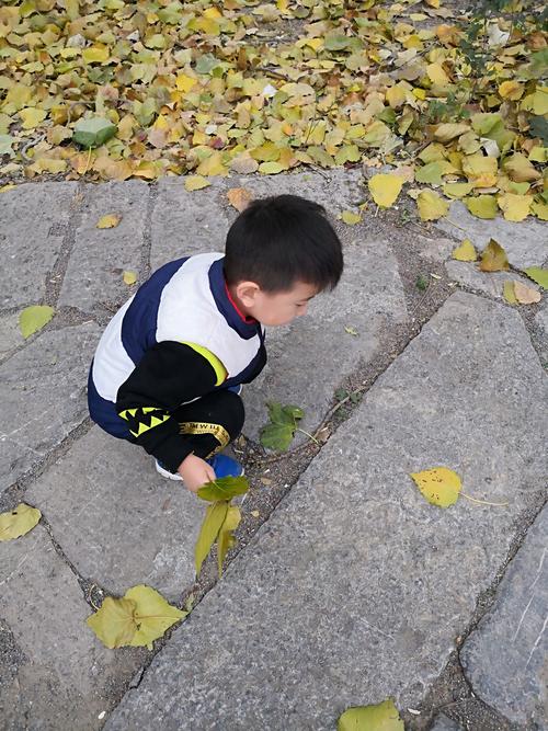小男孩蹲在小区路边踩金黄梧桐落叶