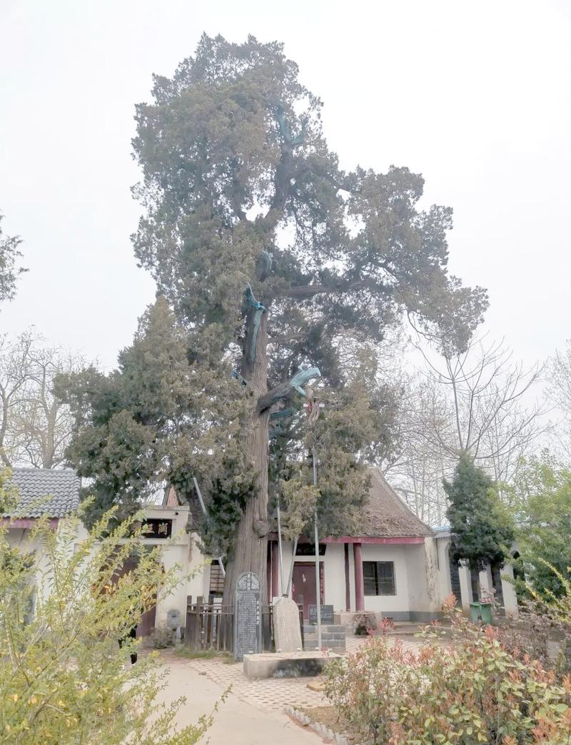 南漳九集镇徐庶庙古柏树庭院