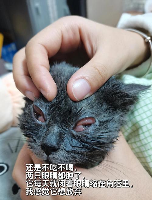 猫疱疹病毒引发结膜炎的猫咪眼部实拍