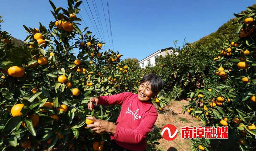 荆山山坡南漳柑橘种植园