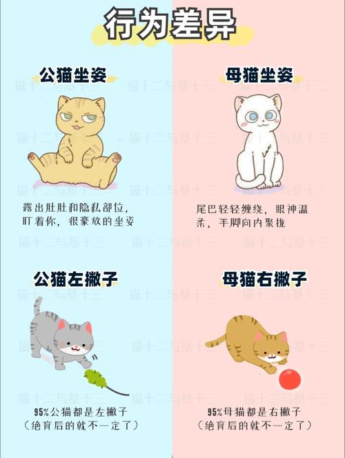 猫咪宠物标记行为常见位置示意图