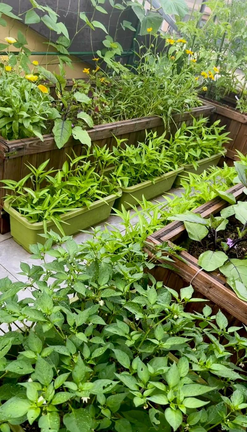 阳台种小菜,不止是吃菜那么简单