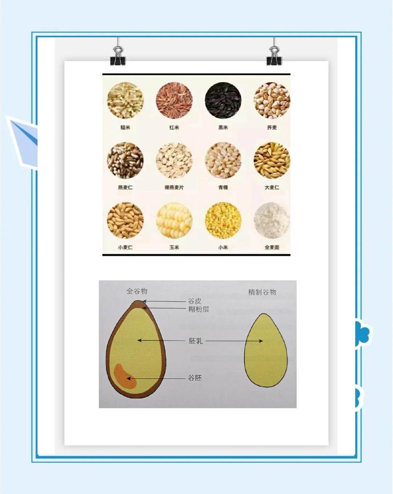 小麦全谷物与精磨谷物结构对比图