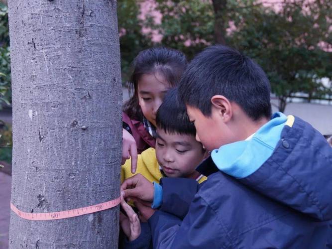 小学生用直尺垂直立在梧桐树旁测量树高的户外场景
