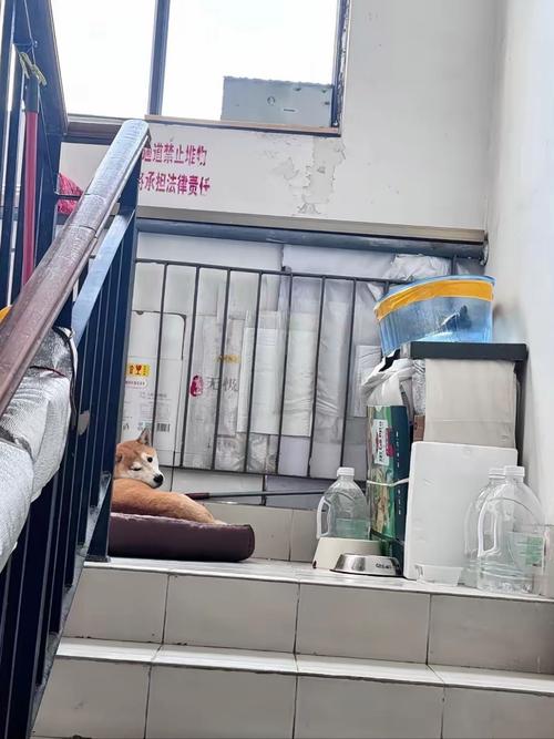 老旧小区居民楼住户手机拍摄楼道犬只吠叫视频截图