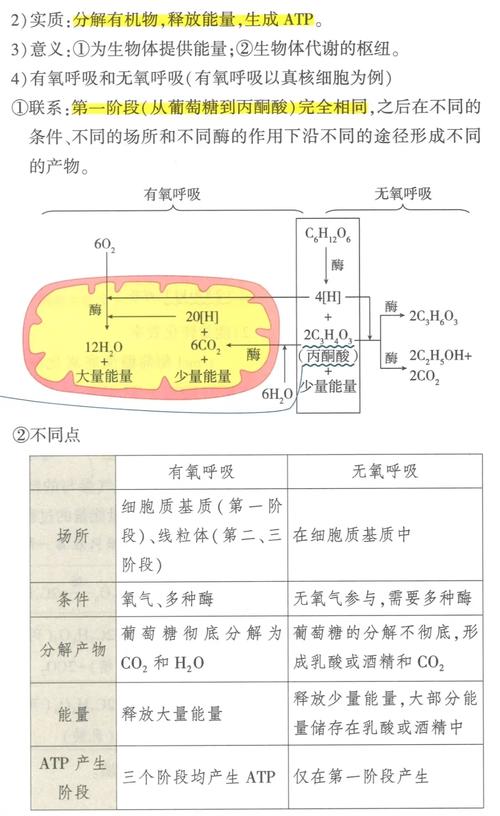 有氧呼吸呼吸作用过程各阶段反应物产物对比表