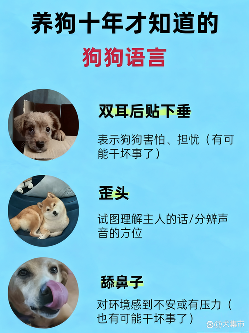大多数人都没注意到的狗狗社交红线