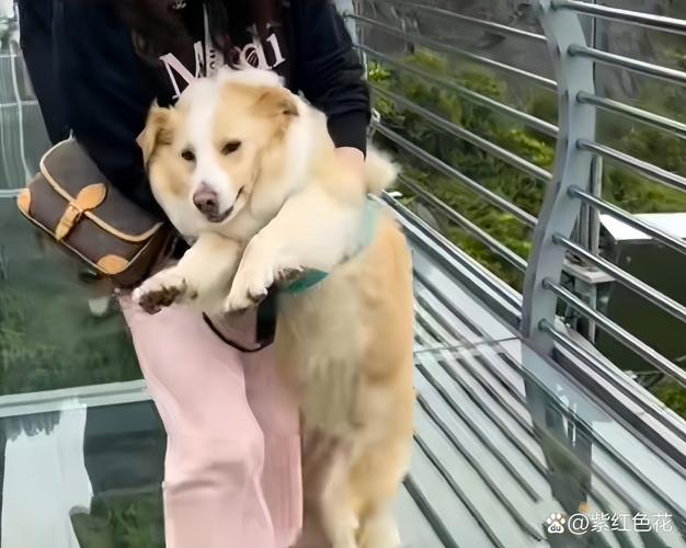 宠物主人错误抱哄受惊吓狗狗的场景