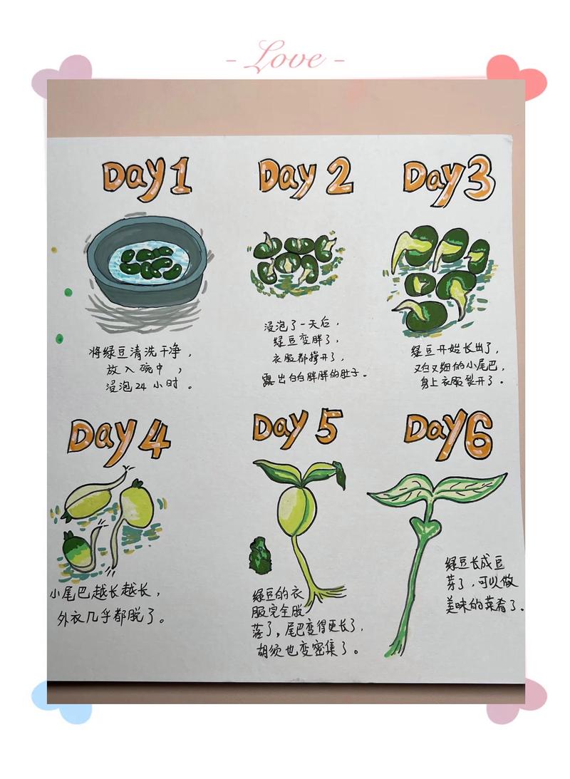亲子家庭种子发芽实验记录手账实拍