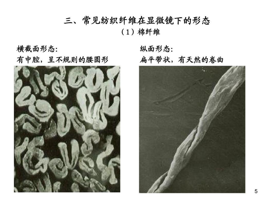 棉纤维折叠压痕微观示意图