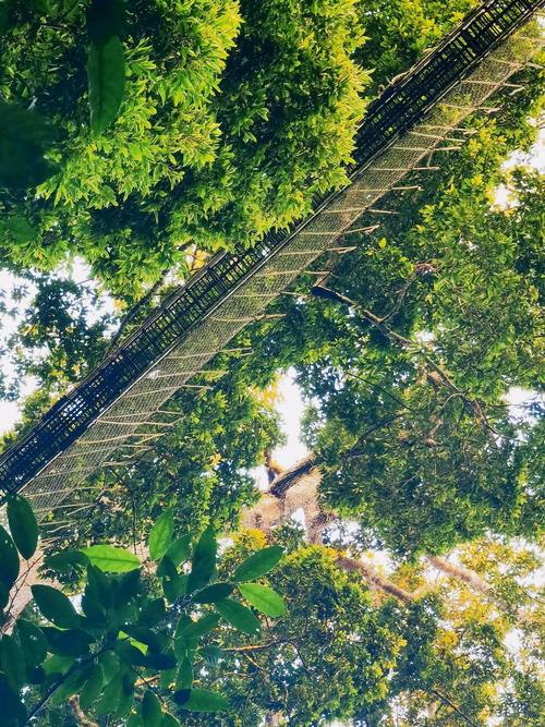 西双版纳中科院热带植物园热带雨林步行道