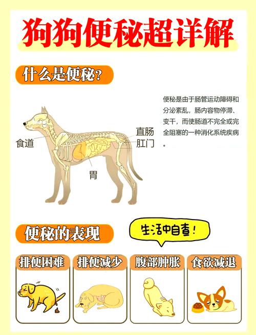 宠物换粮不当引发肠胃不适示意图